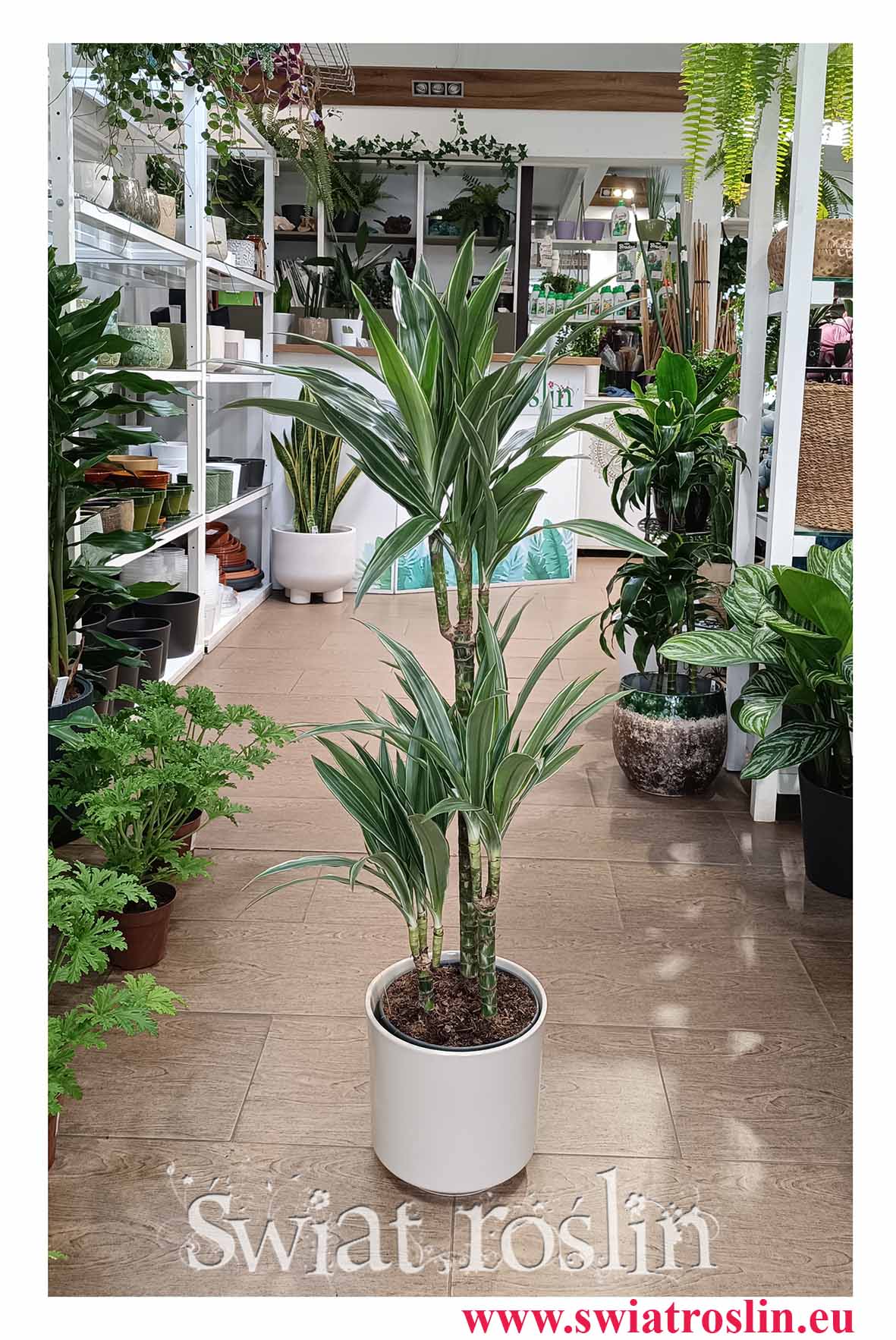 Dracaena Warnecki, Dracena Warnecki popularna roślina z insta sklep wysyłka do domu w najlepszej cenie najlepsza jakość